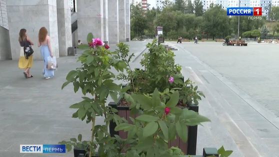 На улицах Перми впервые установили кашпо с розами