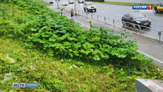 В Перми обнаружены заросли опасного борщевика