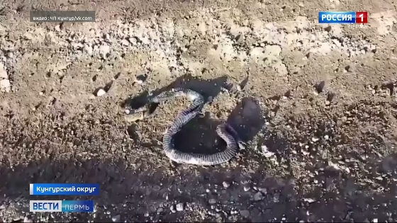 В Прикамье проснулись змеи