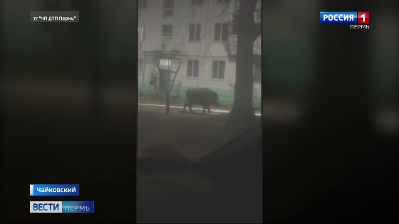 Возле жилых домов в Чайковском замечен кабан