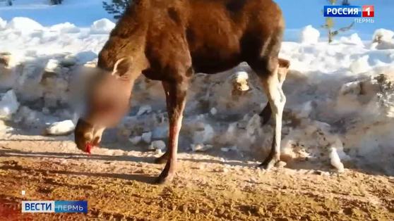 Вопиющий случай браконьерства произошел в Коми-округе