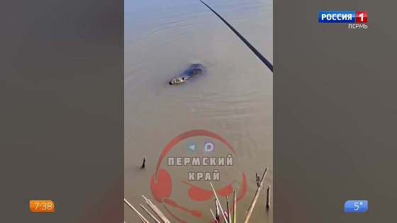 На пруду в Лысьве завелись бобры