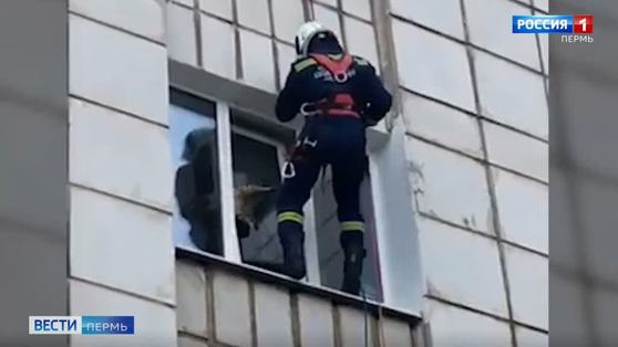 В Перми спасли кота, застрявшего в окне 