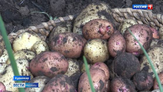 Молодой да ранний: в Кудымкаре собирают первый урожай картофеля