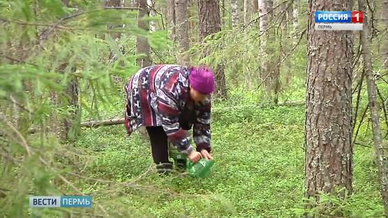 Ягоды под контролем: чиновники установили даты начала сбора брусники и клюквы