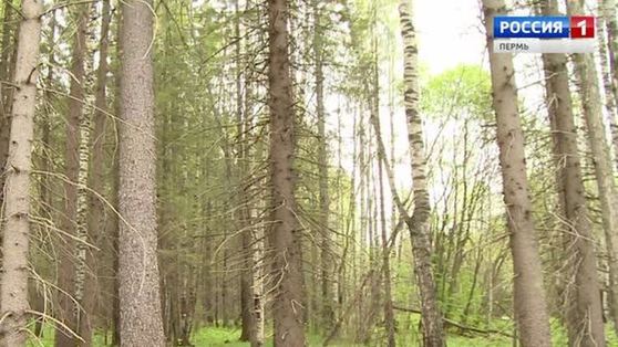Несколько дней скрывался в тайге. В Гайнском районе подозреваемый в убийстве сдался полиции