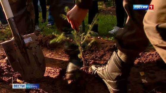 В Перми высадили 10 тысяч саженцев ели