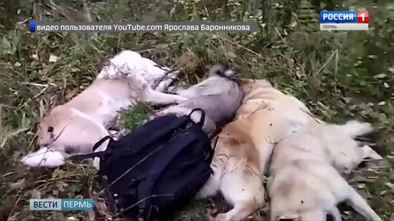 Дикая вседозволенность: как охотятся "важные люди"