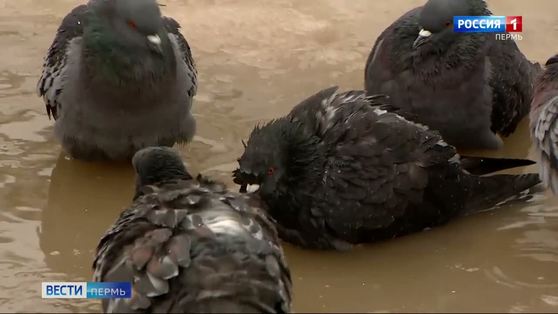 В Прикамье завершается период аномального потепления