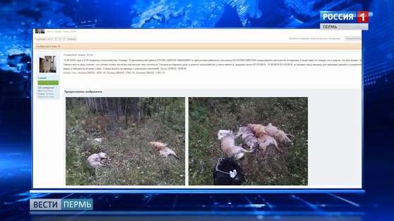 Расстрел охотничьих собак. Официальные комментарии