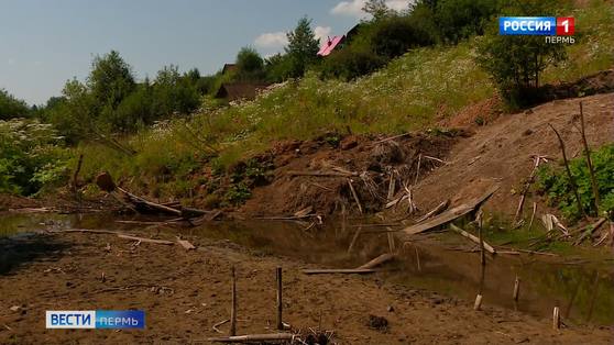 "Как на Марсе": борьба с борщевиком привела к плачевным последствиям