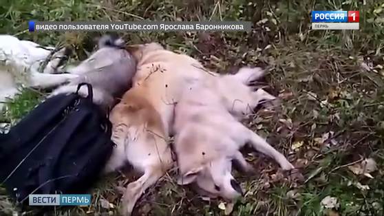 В Прикамье экс-чиновника обвинили в расстреле четырех собак