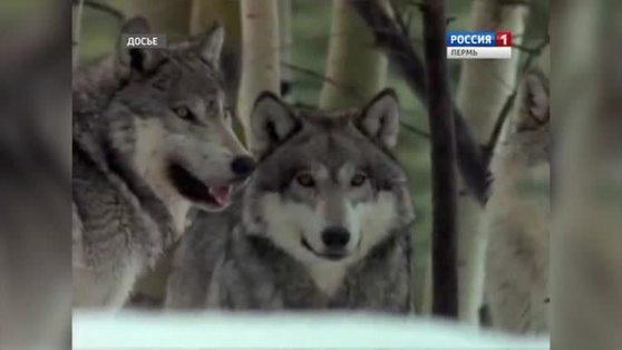 В Прикамье за добычу волка будут выплачивать 20 тысяч рублей