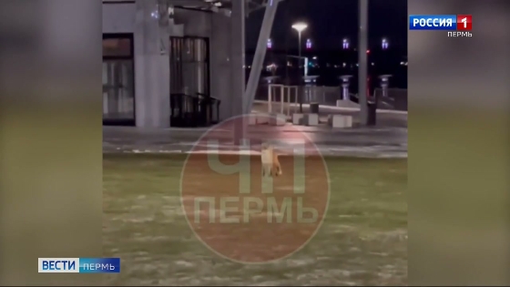 На набережной замечена лиса