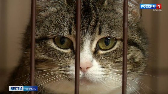Можно ли заразиться коронавирусом от домашних питомцев? 