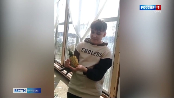 В Вишерском заповеднике вырастили ананас