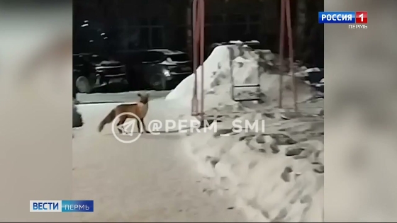 Возле Цирка замечена лиса