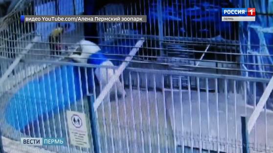 Мишка-Диоген. В пермском зоопарке спасали застрявшего в бочке медведя
