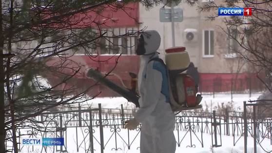 Городские ёлки защищают от вырубки