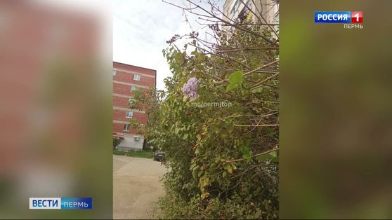 В микрорайоне Гайва зацвела сирень