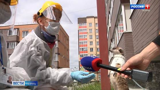 Хроника плебисцита: как в Прикамье прошло самое необычное голосование