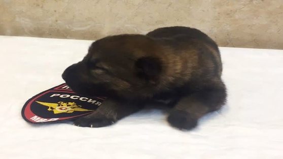 Пермяки выбрали кличку полицейскому щенку