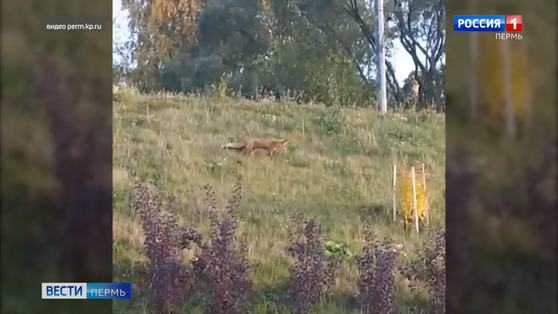 На пермской набережной поселилась лиса