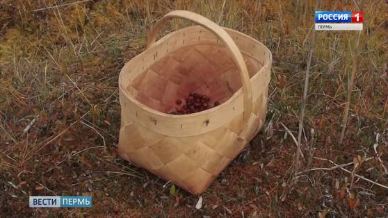 В Прикамье установлены сроки сбора ягод 