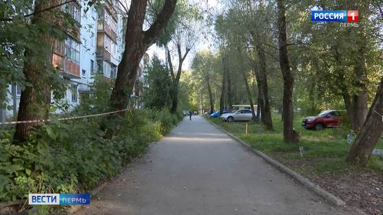 В Перми бродячая собака напала на ребенка