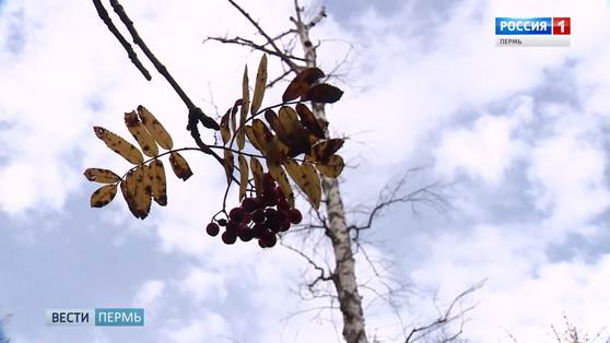 7 сентября - День чистого воздуха