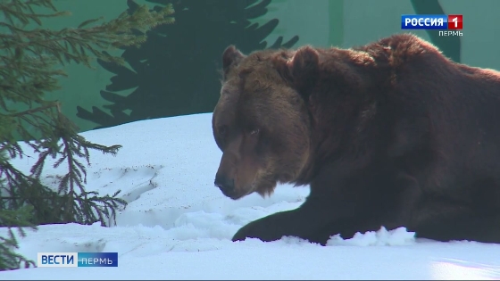 В зоопарке из зимней спячки вышли бурые медведи