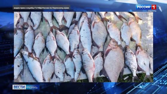 За незаконную добычу рыбы в период нереста возбуждено 6 уголовных дел