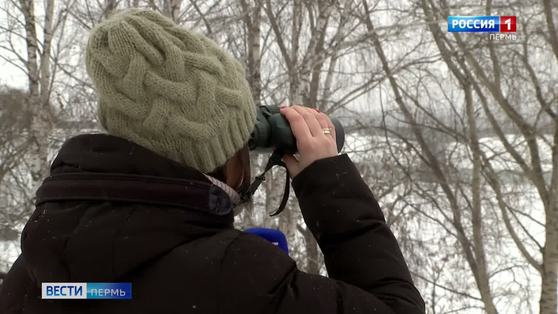 Грачи улетели. За 40 лет популяция грачей в Прикамье сократилась в 20 раз