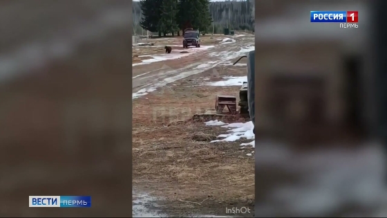 У поселка Усть-Березовка медведь вышел к людям