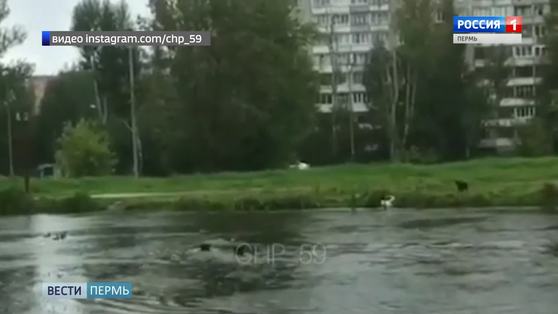 В Балатовском парке бродячие собаки охотятся на уток