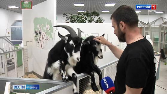 SOS: в частном зоопарке "Звероград" заканчивается корм для питомцев