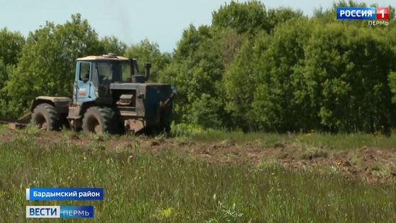 В Пермском крае развернулась тотальная война с борщевиком Сосновского