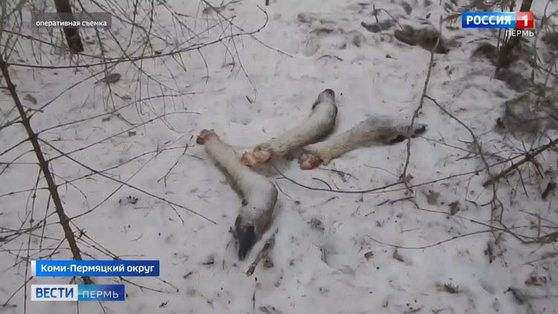 В Коми округе найдены браконьеры, застрелившие 8 лосей