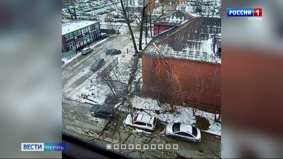 В микрорайоне Гайва на машины рухнуло дерево
