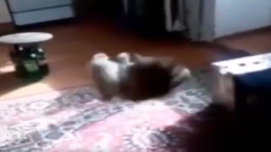 Пермяк от скуки сыграл кошкой в боулинг. Видео изучают в полиции 