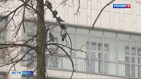 В Прикамье продолжится потепление