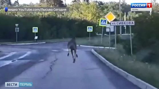 Видео: по Чусовому на большой скорости пронесся лось