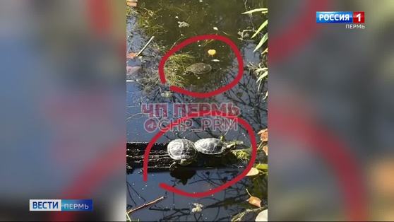 В Перми обнаружены красноухие черепахи