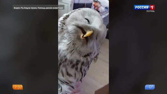 В Перми спасают сову