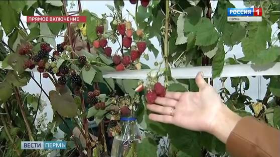«Осенний сад» - для всех, кто урожаю рад