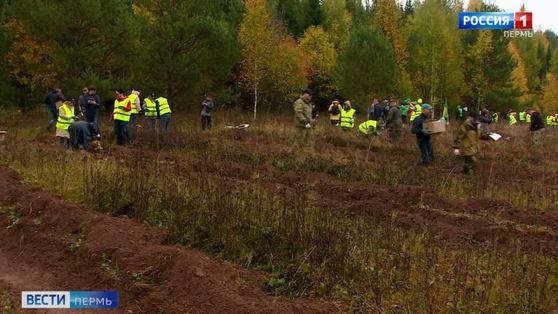 В Пермском крае прошла посадка деревьев в рамках акции «Сохраним лес»