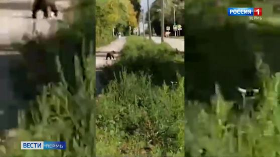 В Березниках ловят медвежонка