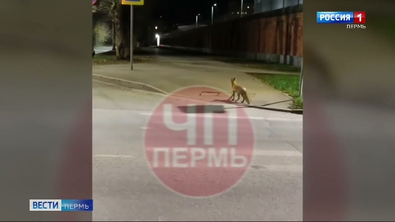 В Перми замечена очередная лиса