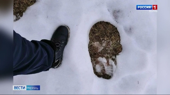 Это медведь! Дачников напугали огромные следы на участке