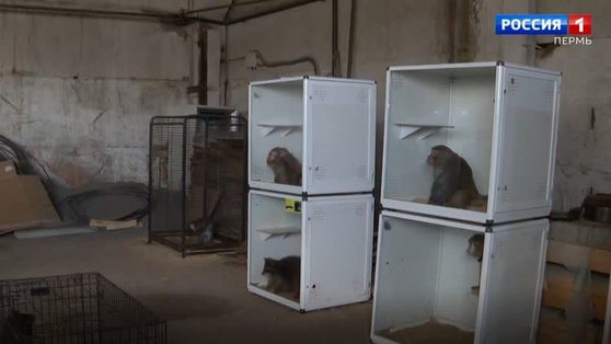 В Чусовом жители пытаются спасти питомцев кочевого зоопарка